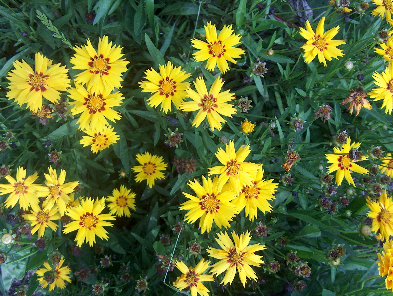 Online Plant Guide Coreopsis grandiflora 'Rising Sun' / Rising Sun